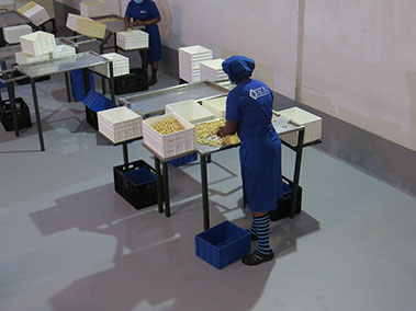 Nutpro - Macadamia Nut Processor