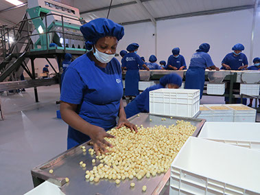 Nutpro - Macadamia Nut Processor