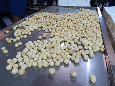 Nutpro - Macadamia Nut Processor