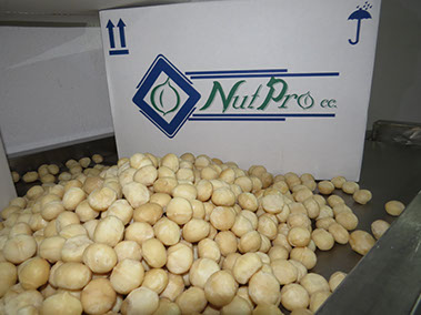 Nutpro - Macadamia Nut Processor