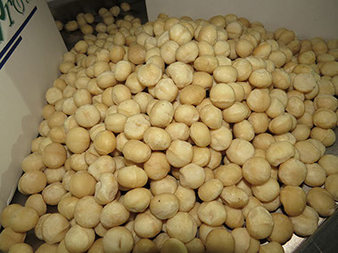 Nutpro - Macadamia Nut Processor
